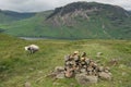 Lake District Mountain Sheep Royalty Free Stock Photo