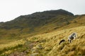 Bowfell along The Band route, Langdale, Lake District, Cumbria. England, UK