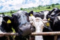 Curious cows getting close to the camera on a UK farm