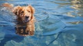 lake dog swimming Royalty Free Stock Photo