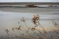 Lake of dry mud formed from a mud volcano eruption in Sidoarjo, East Java, Indonesia with dead plant in foreground Royalty Free Stock Photo