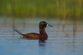 Lake duck, Royalty Free Stock Photo