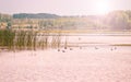 A lake with ducks at dawn, calm water, pastel colors Royalty Free Stock Photo