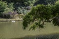 Lake and ducks in forest Royalty Free Stock Photo