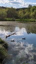 Lake with ducks, nature, Ukraine, beauty.