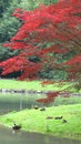 Lake with ducks and red leaves tree in Munich