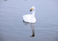 A beautiful white swan floated alone on the lake in early winter.