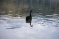 A black swan swims quietly on the water. Royalty Free Stock Photo