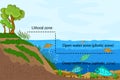 Lake ecosystem. Zonation in lake water infographic.