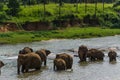 Lake with elephants walking around near a grassy shore Royalty Free Stock Photo