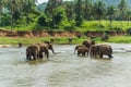 Lake with elephants walking around near a grassy shore Royalty Free Stock Photo