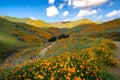 Tourists and hikers walk along the trail of Walker Canyon during the Poppy wildflower