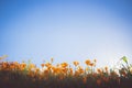 Lake Elsinore Poppy Super Bloom @ Walker Canyon