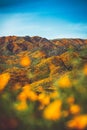 Lake Elsinore Poppy Super Bloom @ Walker Canyon