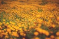 Lake Elsinore Poppy Super Bloom @ Walker Canyon