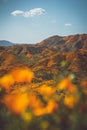 Lake Elsinore Poppy Super Bloom @ Walker Canyon