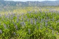 Lake Elsinore shoreline vista in springtime