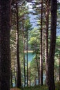 Lake Engolasters in Andorra. Coniferous trees and lake between them Royalty Free Stock Photo