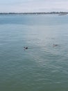 Lake Erie ducks water blue