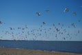 Lake Erie - sand beach and seagulls