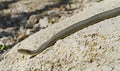 Lake Erie Water Snake