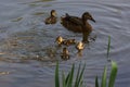 Lake, female duck and ducklings - Front view - France Royalty Free Stock Photo