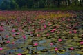 A lake fill with pink water lilies & x28;Nymphaea rubra & x29; this kind of flower also called shaluk or shapla in India