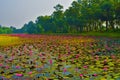 A lake fill with pink water lilies & x28;Nymphaea rubra & x29; this kind of flower also called shaluk or shapla in India
