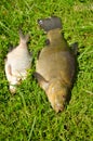 Lake fishes tench orange eye bream green grass Royalty Free Stock Photo