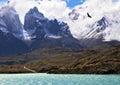 On the lake flies giant Andean condor Royalty Free Stock Photo