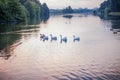 Geese floating on the lake