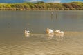 Lake and flock of white pelicans floating on water at the middle of the lake. Rushes, marsh plants and trees at the edge of the la Royalty Free Stock Photo