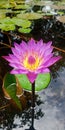 Lake flower in india