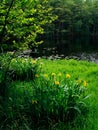 Lake and flowers Royalty Free Stock Photo
