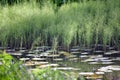 Lake Flowers Royalty Free Stock Photo