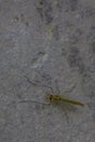 Lake Fly-Chironomidae
