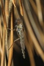Lake fly sitting on pine needles in the forest Royalty Free Stock Photo