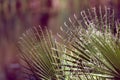 Lake foliage - Plant life at Agua Caliente