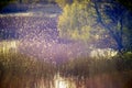 Lake and foliage in spring sundown Royalty Free Stock Photo