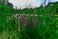 A lake with a foreground of grace and lilac flowers and a background of trees and blue cloudy sky Royalty Free Stock Photo