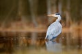 Lake in the forest with bird. Bird the water. Grey Heron, Ardea cinerea, bird sitting, green marsh grass, forest in the background Royalty Free Stock Photo