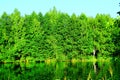 Lake in the forest. Green landscape Royalty Free Stock Photo