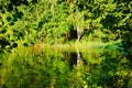 Lake in the forest. Green landscape Royalty Free Stock Photo