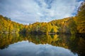 Lake forest reflection