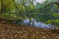 Lake in the forest reflects trees