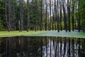 Lake in forest with water covered with green duckweed.