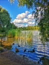 Lake framed by greenery on a summer sunny day. Ducks in the lake. Reeds growing in the lake. Royalty Free Stock Photo