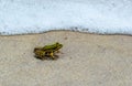 A lake frog on the beach of the city of Odessa, sailed with garbage after the explosion of the Kakhovskaya hydroelectric power