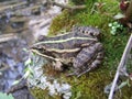 Small marsh frog