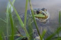 Lake frog, marsh frog, edible frog in the pond. The green frog in the water. Royalty Free Stock Photo